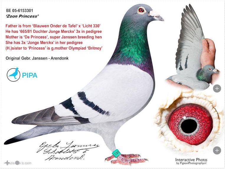 【03鳩ページ①】 スネークパパの掲示板