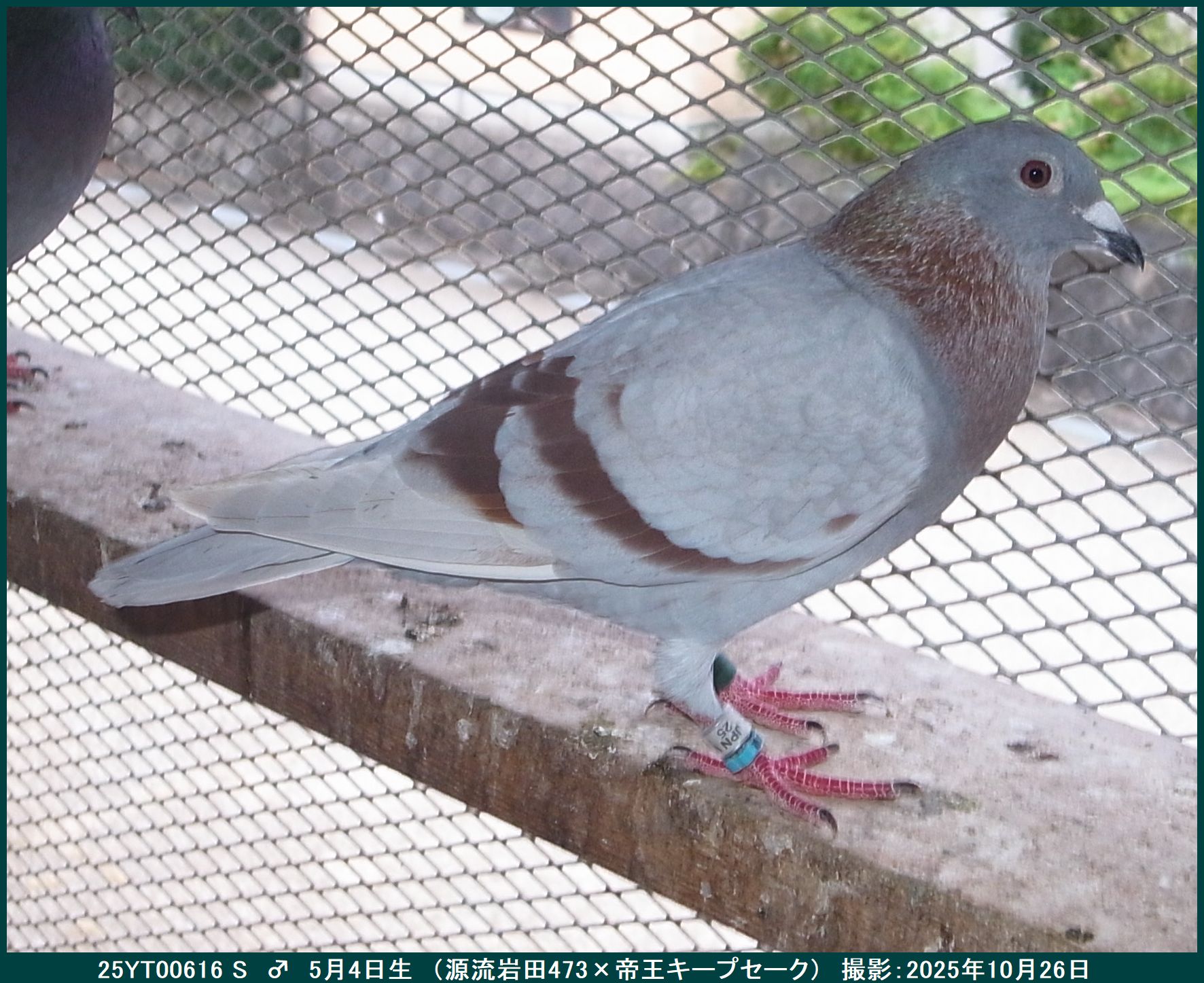 スネークパパの掲示板